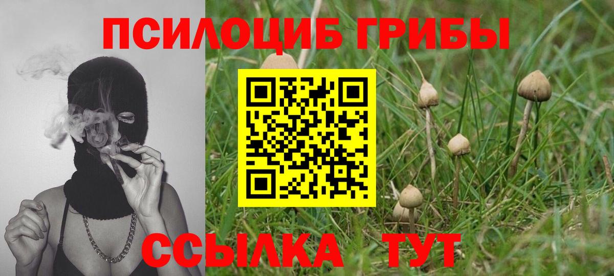 Псилоцибиновые грибы Psilocybe Бутурлиновка